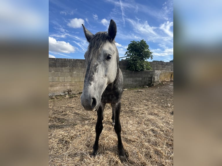 Lusitano Hengst 4 Jaar 163 cm Appelschimmel in Vila Viçosa