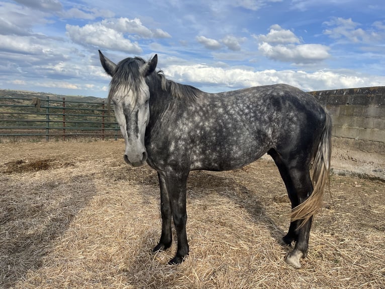 Lusitano Hengst 4 Jaar 163 cm Appelschimmel in Vila Viçosa