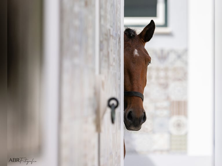 Lusitano Hengst 4 Jaar 163 cm Bruin in St. Estevao