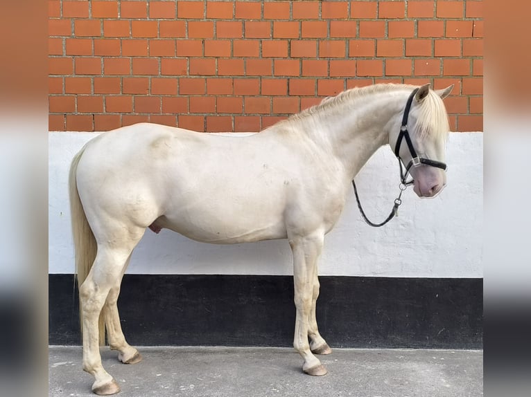 Lusitano Hengst 4 Jaar 163 cm Perlino in Neukirchen-Vluyn
