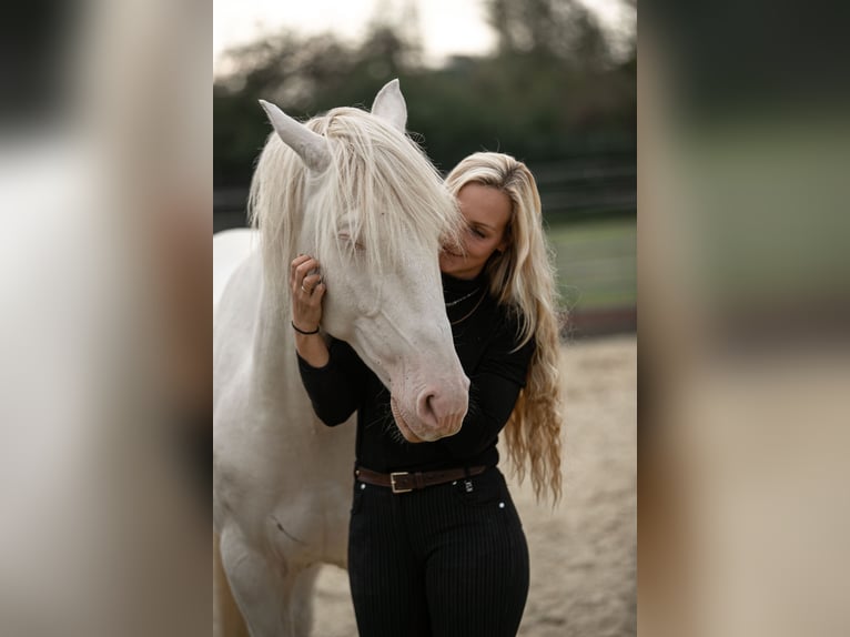 Lusitano Hengst 4 Jaar 163 cm Perlino in Neukirchen-Vluyn