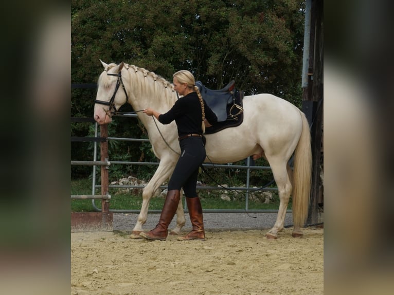 Lusitano Hengst 4 Jaar 163 cm Perlino in Neukirchen-Vluyn