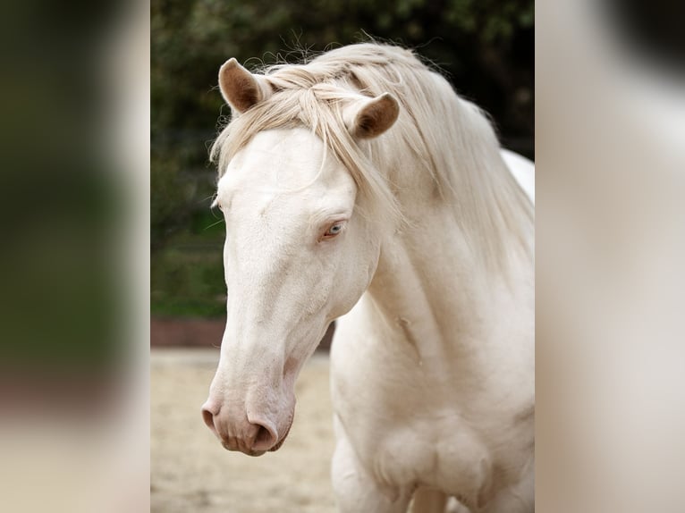 Lusitano Hengst 4 Jaar 163 cm Perlino in Neukirchen-Vluyn