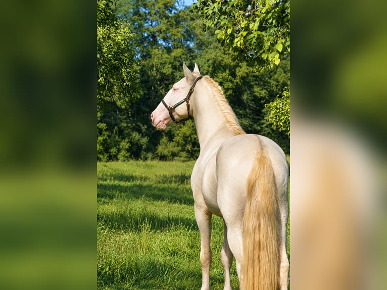 Lusitano Hengst 4 Jaar 163 cm Perlino in Dirlewang