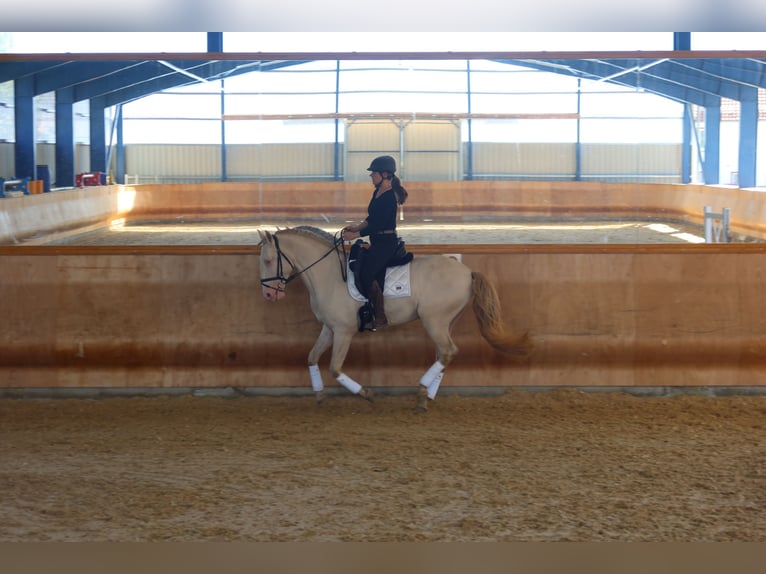 Lusitano Hengst 4 Jaar 163 cm Perlino in Dirlewang