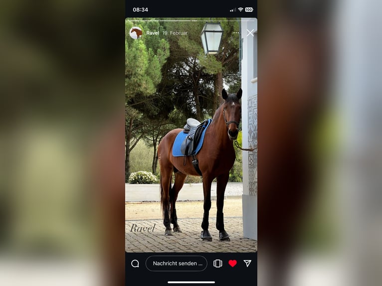 Lusitano Hengst 4 Jaar 164 cm Bruin in Vale do Pau Queimado