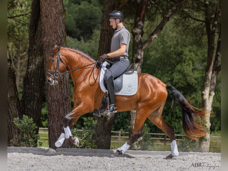 Lusitano Hengst 4 Jaar 164 cm Bruin in Vale do Pau Queimado