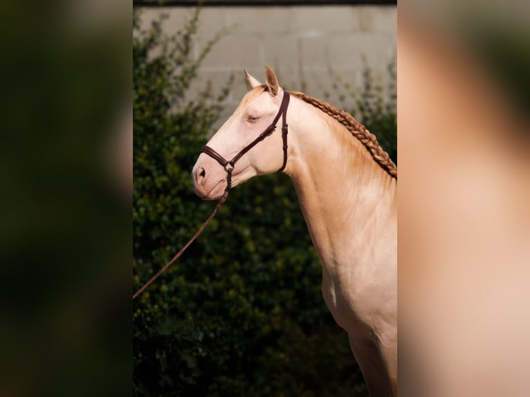 Lusitano Hengst 4 Jaar 164 cm Cremello in Rovello porro