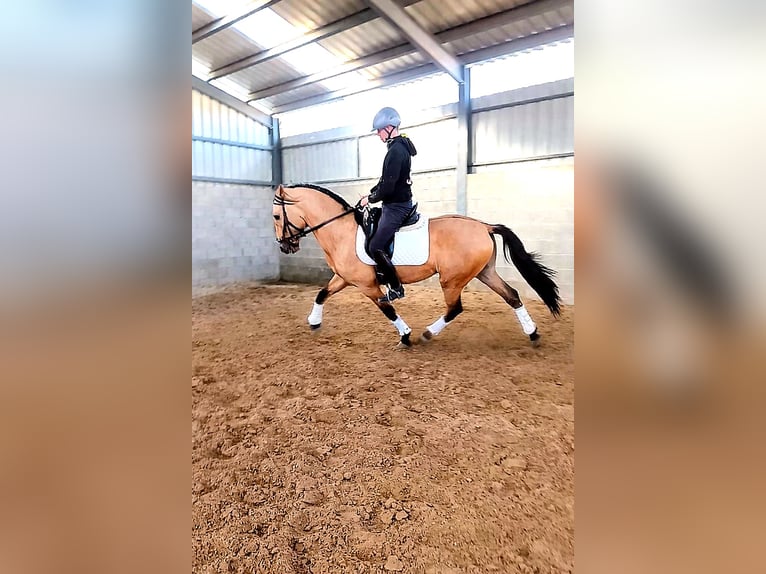 Lusitano Hengst 4 Jaar 164 cm Falbe in Ciudad Bosque De Los Arroyos (Urbanizacion)