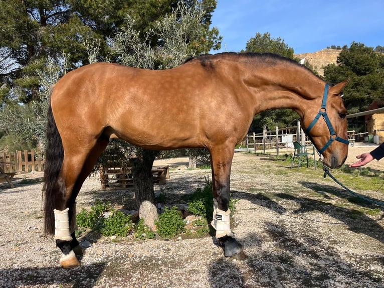 Lusitano Hengst 4 Jaar 164 cm Falbe in La Alberca