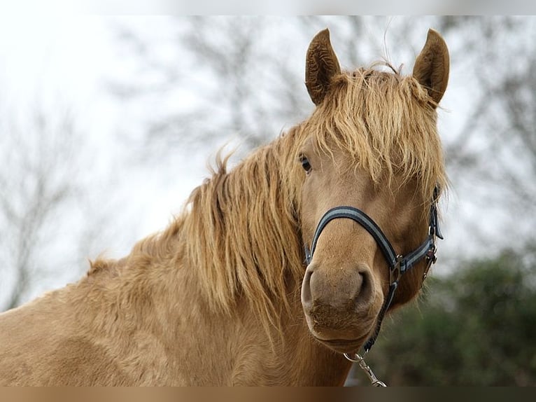 Lusitano Hengst 4 Jaar 164 cm Pearl in GOVEN