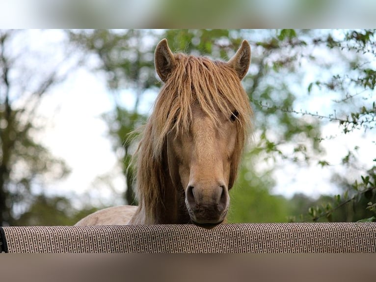 Lusitano Hengst 4 Jaar 164 cm Pearl in GOVEN