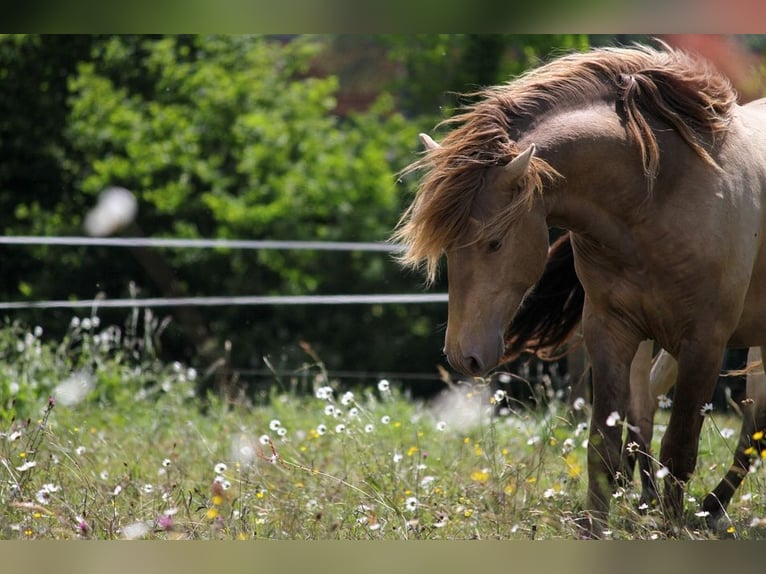 Lusitano Hengst 4 Jaar 164 cm Pearl in GOVEN