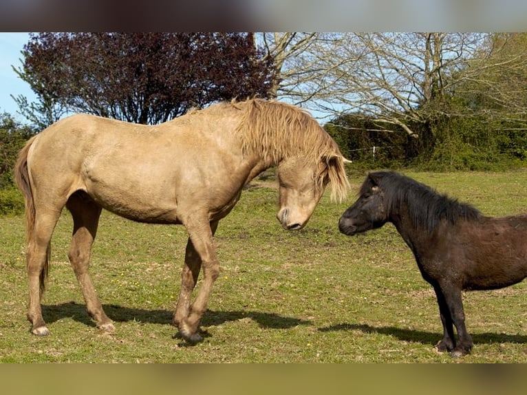 Lusitano Hengst 4 Jaar 164 cm Pearl in GOVEN