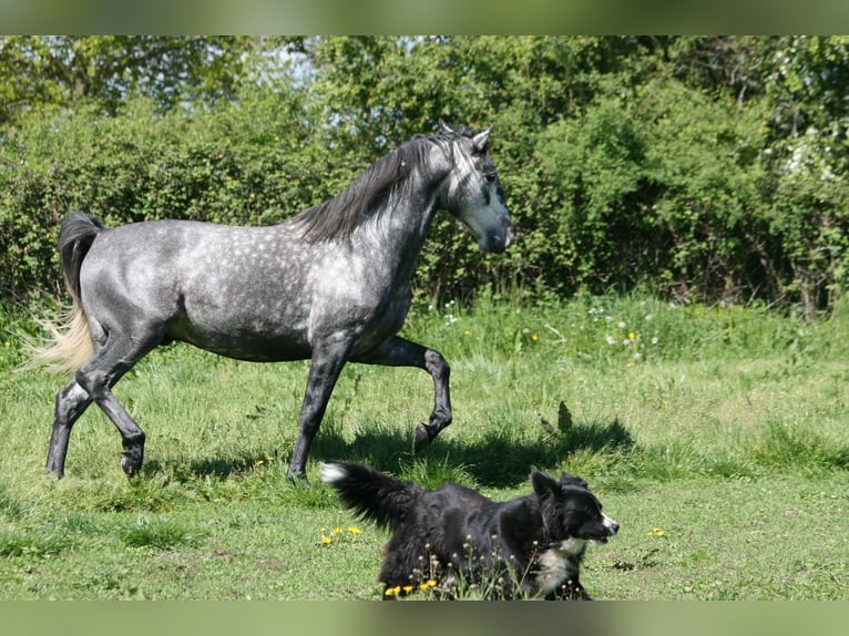 Lusitano Hengst 4 Jaar 164 cm Schimmel in Saligny sur Roudon