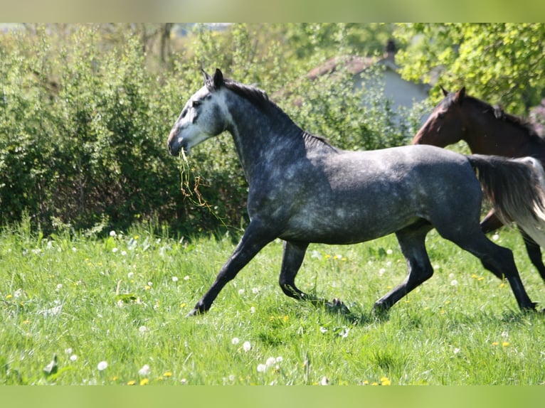 Lusitano Hengst 4 Jaar 164 cm Schimmel in Saligny sur Roudon