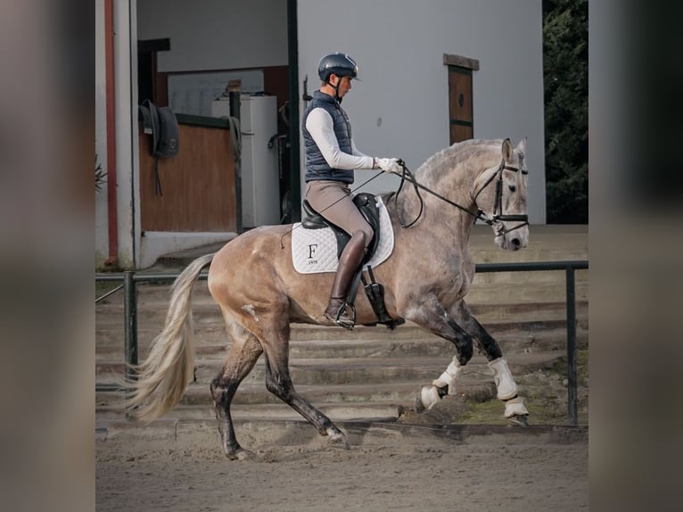 Lusitano Hengst 4 Jaar 165 cm Appelschimmel in Santa Perpetua de Mogoda