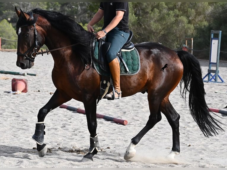 Lusitano Hengst 4 Jaar 165 cm Bruin in Mallorca