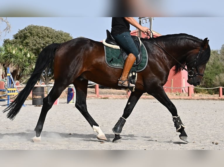 Lusitano Hengst 4 Jaar 165 cm Bruin in Mallorca