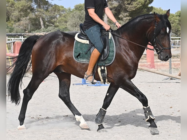 Lusitano Hengst 4 Jaar 165 cm Bruin in Mallorca
