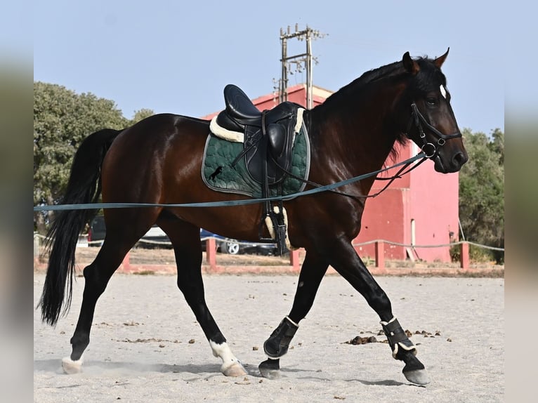 Lusitano Hengst 4 Jaar 165 cm Bruin in Mallorca