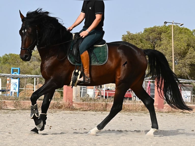 Lusitano Hengst 4 Jaar 165 cm Bruin in Mallorca