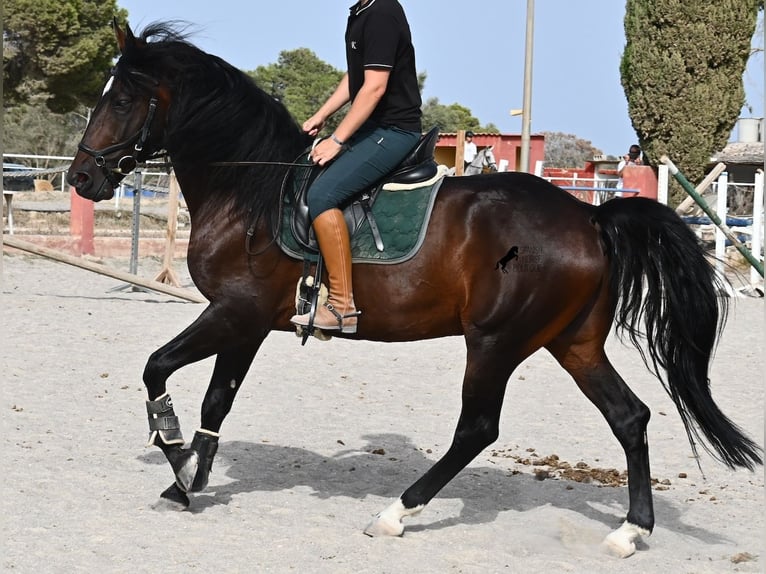 Lusitano Hengst 4 Jaar 165 cm Bruin in Mallorca