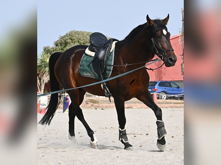 Lusitano Hengst 4 Jaar 165 cm Bruin in Mallorca