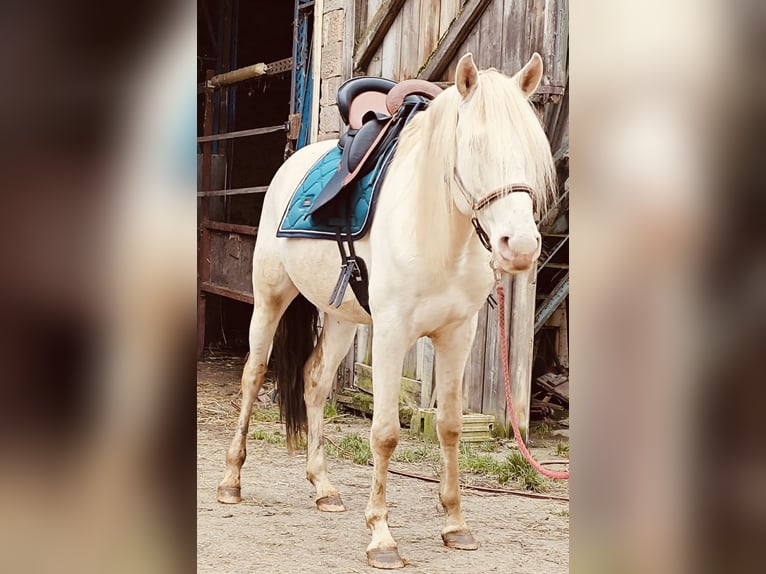 Lusitano Hengst 4 Jaar 165 cm Perlino in Bischheim