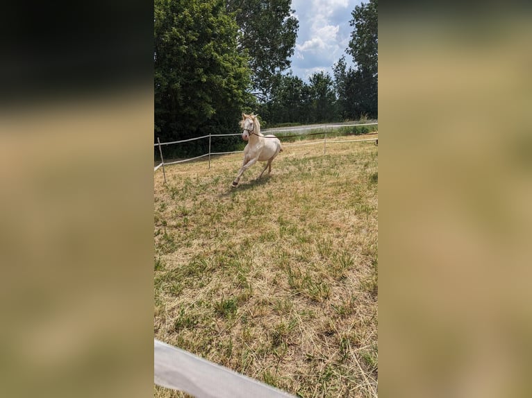 Lusitano Hengst 4 Jaar 165 cm Perlino in Bischheim