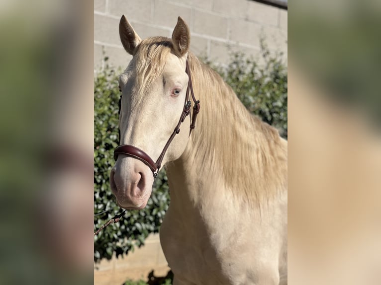 Lusitano Hengst 4 Jaar 165 cm Perlino in Rovello porro