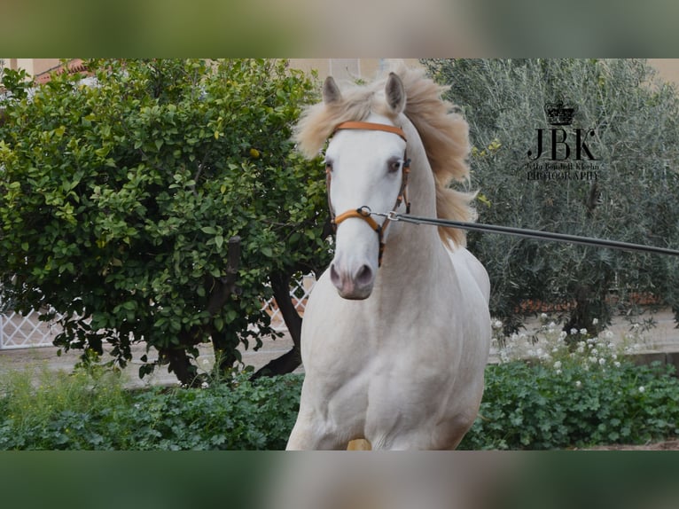 Lusitano Hengst 4 Jaar 165 cm Perlino in Tabernas Almeria