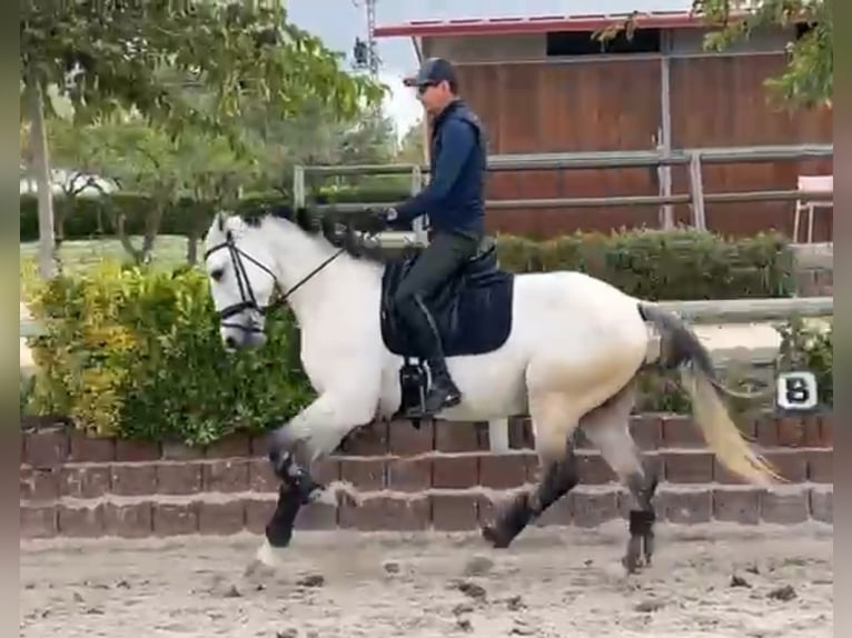 Lusitano Hengst 4 Jaar 165 cm Schimmel in Santa Perpetua de Mogoda
