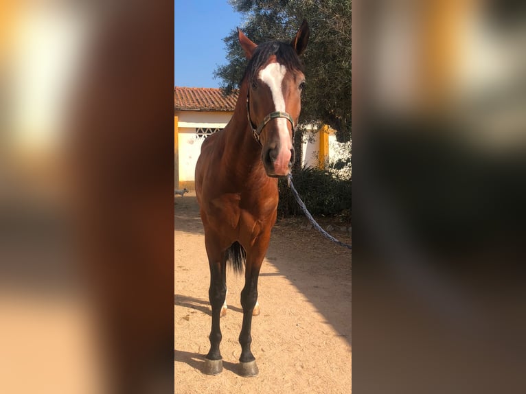 Lusitano Hengst 4 Jaar 166 cm Bruin in Castelo Branco