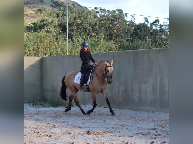 Lusitano Hengst 4 Jaar 166 cm Falbe in Rio Maior