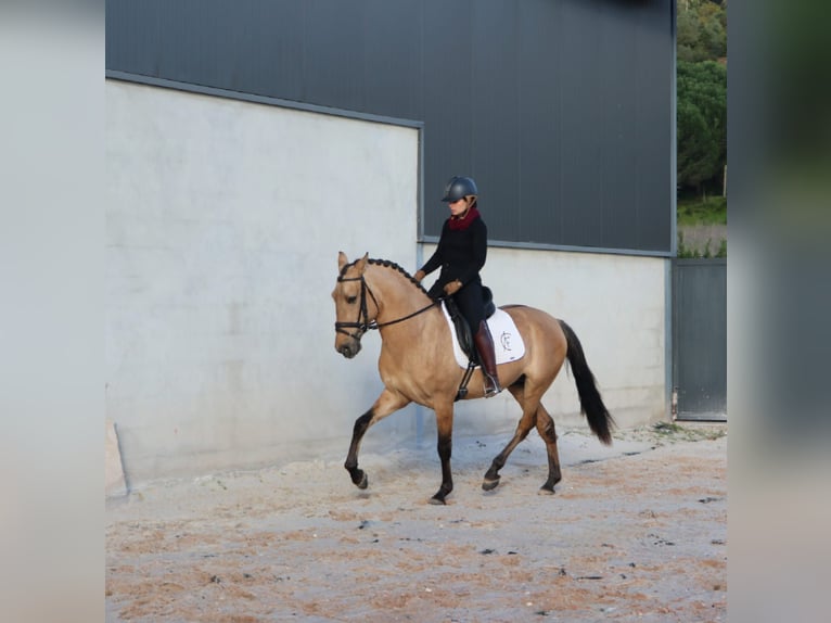 Lusitano Hengst 4 Jaar 166 cm Falbe in Rio Maior