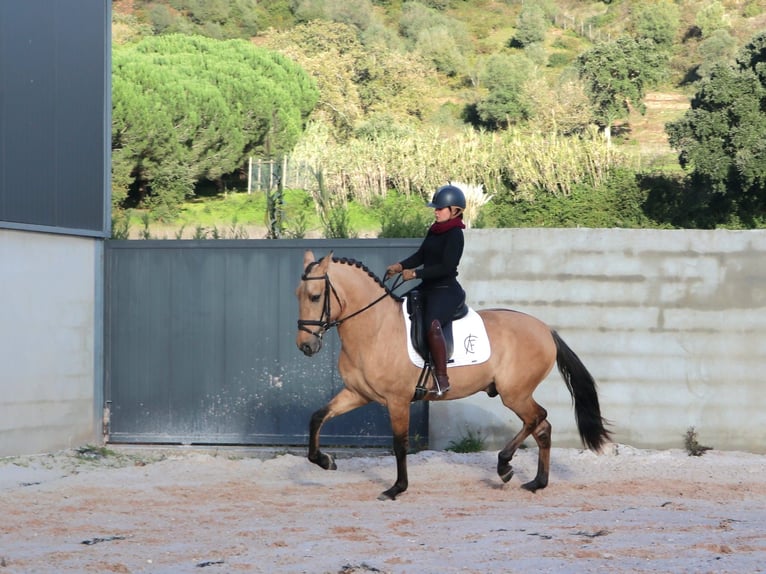 Lusitano Hengst 4 Jaar 166 cm Falbe in Torres Vedras