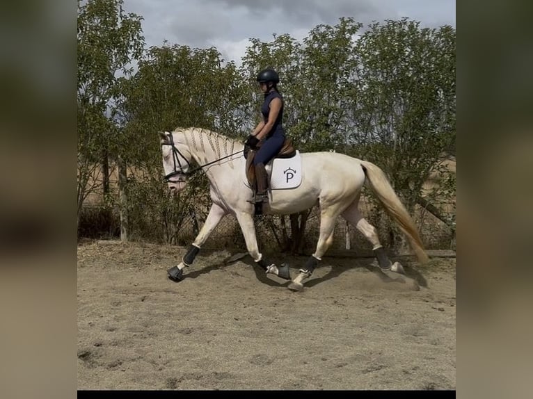 Lusitano Hengst 4 Jaar 166 cm Pearl in Évora