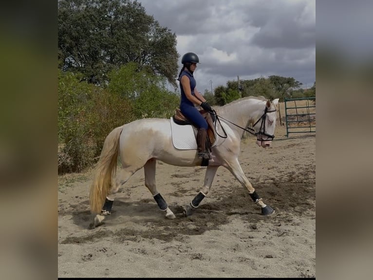 Lusitano Hengst 4 Jaar 166 cm Pearl in Évora