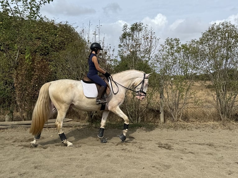 Lusitano Hengst 4 Jaar 166 cm Pearl in Évora