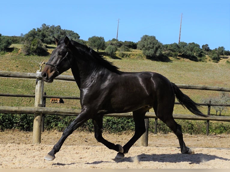 Lusitano Hengst 4 Jaar 168 cm Donkerbruin in Ribamar