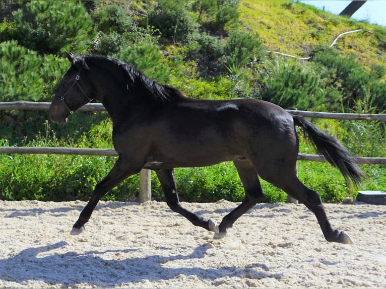 Lusitano Hengst 4 Jaar 168 cm Donkerbruin in Ribamar