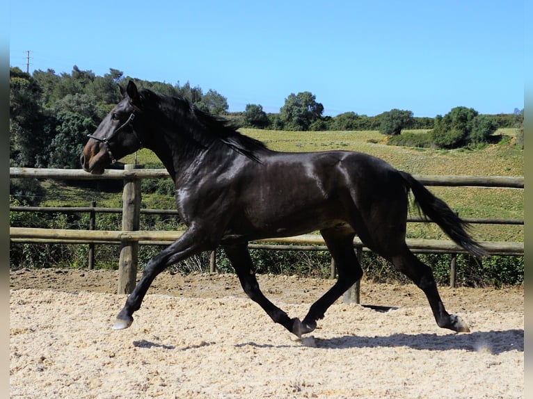 Lusitano Hengst 4 Jaar 168 cm Donkerbruin in Ribamar