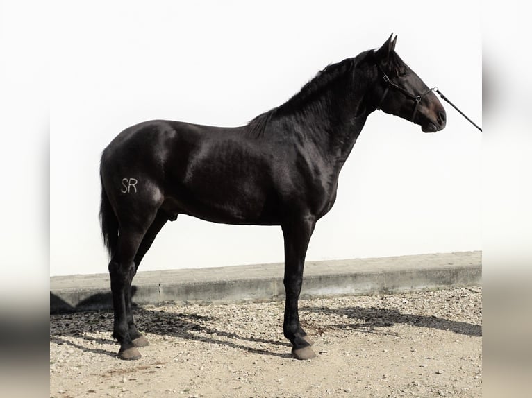 Lusitano Hengst 4 Jaar 168 cm Donkerbruin in Ribamar