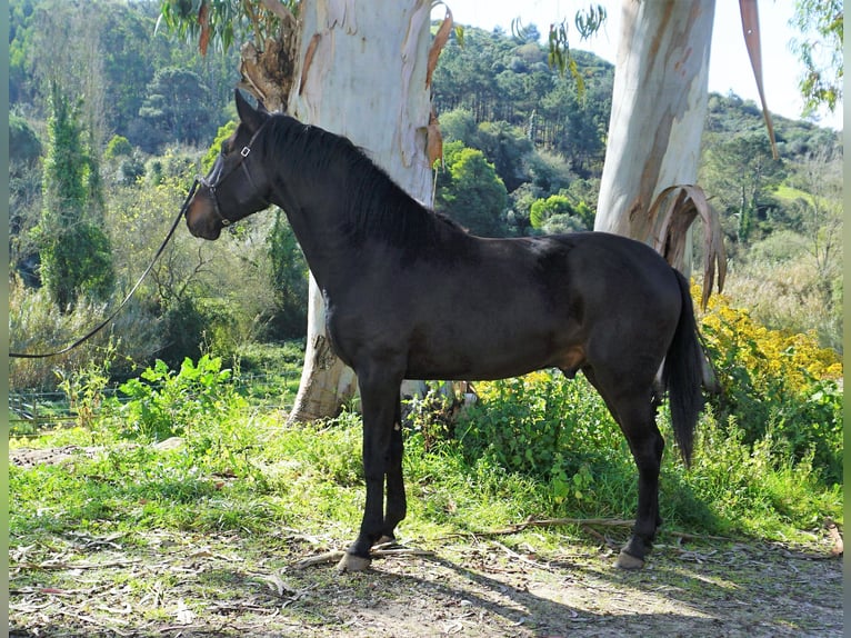 Lusitano Hengst 4 Jaar 168 cm Donkerbruin in Ribamar