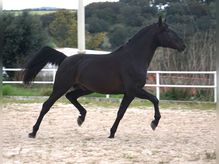 Lusitano Hengst 4 Jaar 168 cm Zwart in coruche
