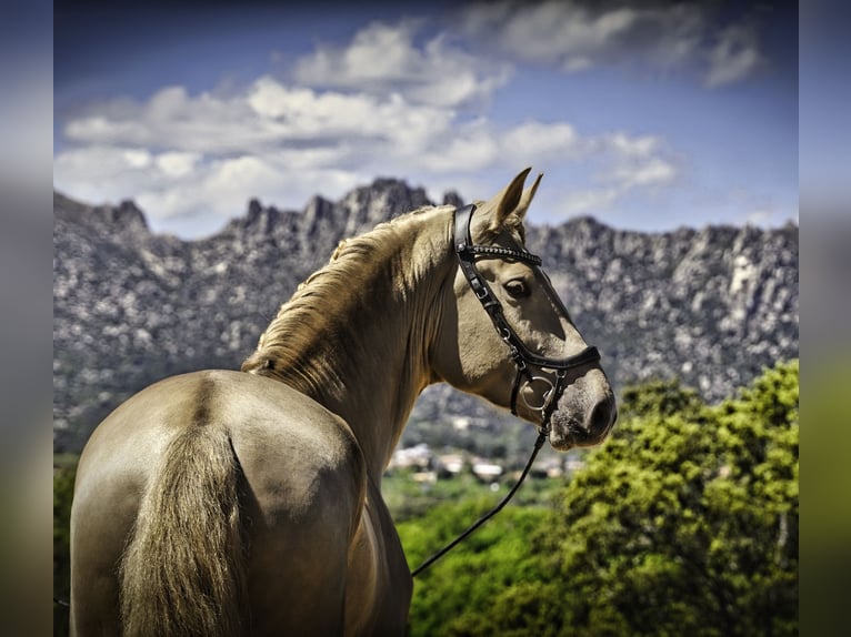 Lusitano Mix Hengst 4 Jaar 170 cm Pearl in La Cabrera