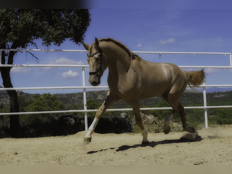 Lusitano Mix Hengst 4 Jaar 170 cm Pearl in La Cabrera