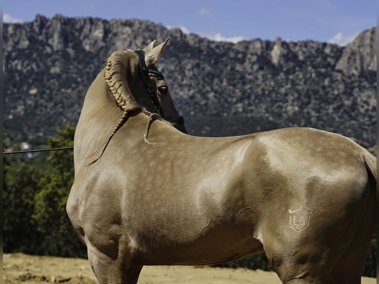 Lusitano Mix Hengst 4 Jaar 170 cm Pearl in La Cabrera
