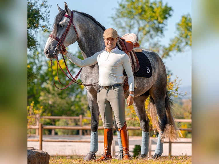 Lusitano Hengst 4 Jaar 170 cm Schimmel in Sintra